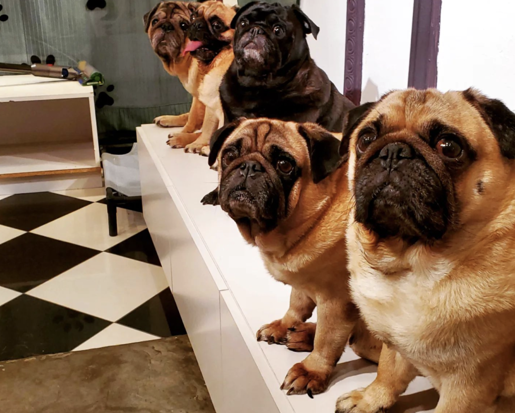 What The Pug Cafe