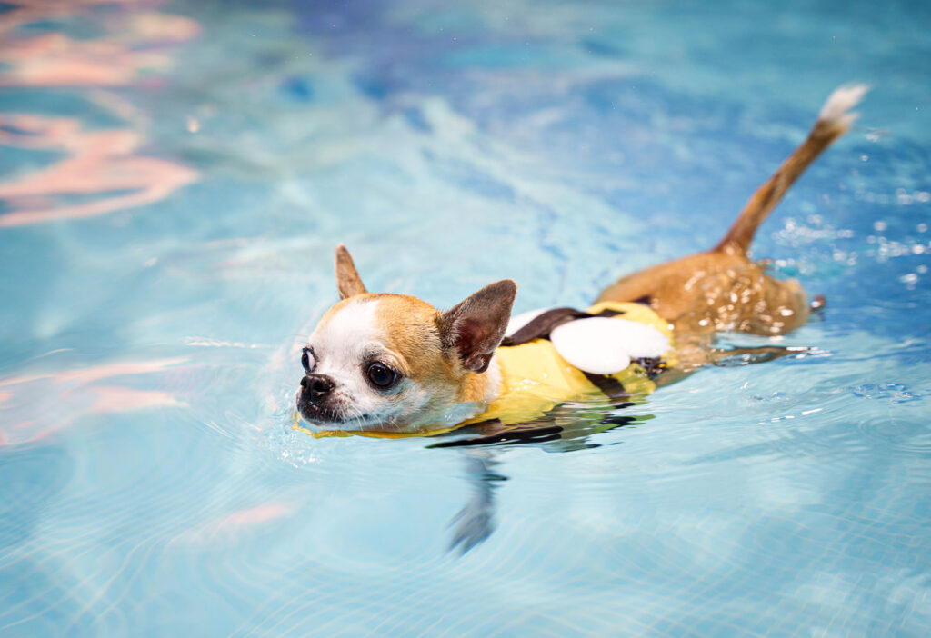 Fort Canine Swimming Club