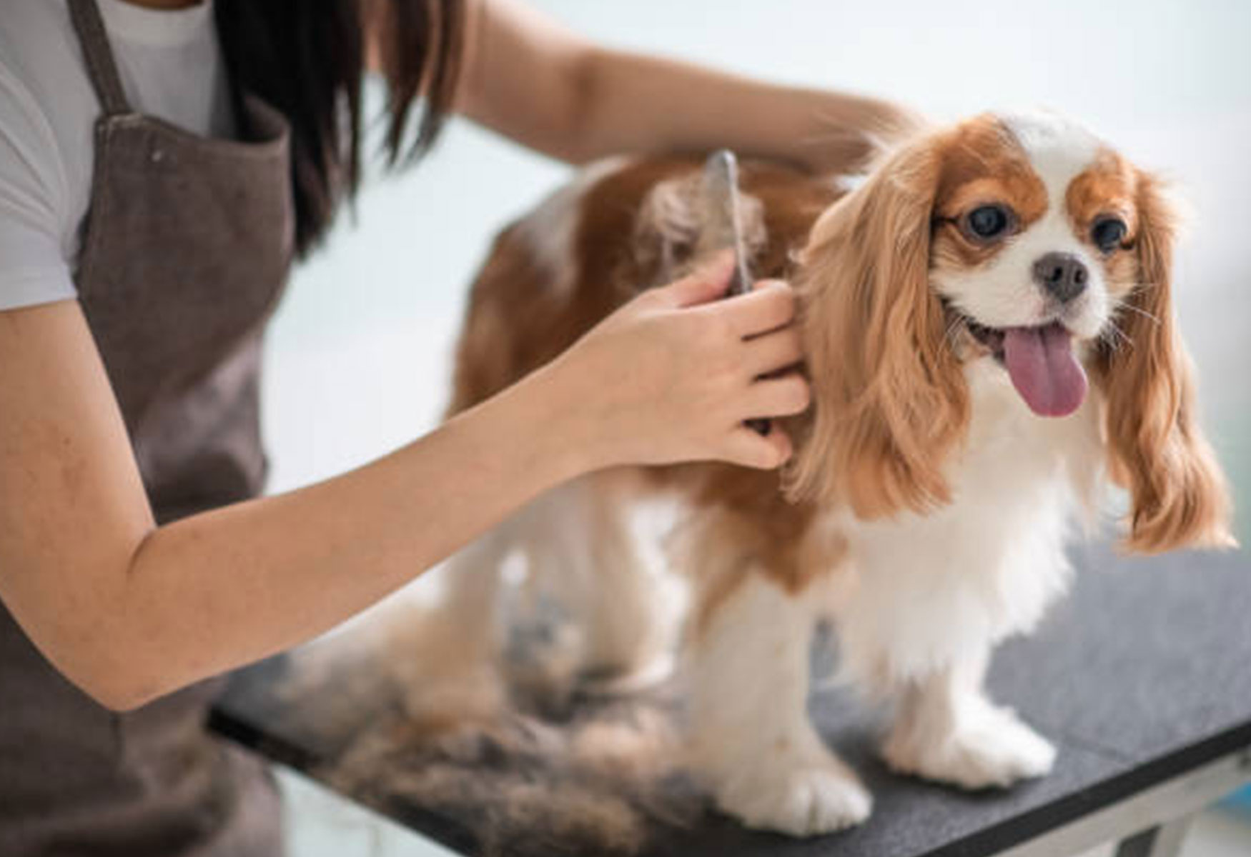 The Pets Workshop @ Clarke Quay